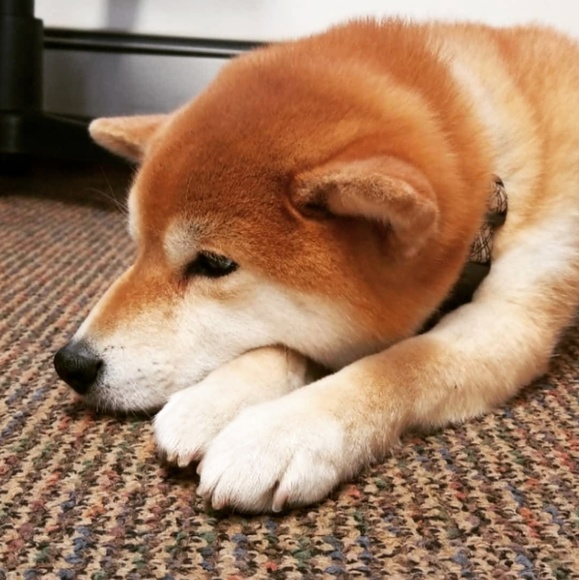 Like to be notified when i go live.🌷🌷🌷🌷🌷🌷🌷🌷🌷🌷🌷Bookmark me🌷🌷🌷🌷🌷🌷 - Picture 3 of 6